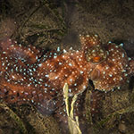 Pinnoctopus luteus